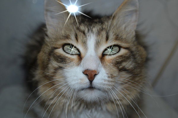 Степан Подолякин