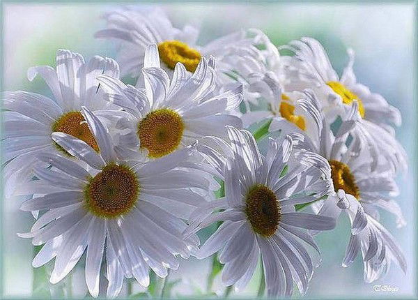 Наталья Семёновых