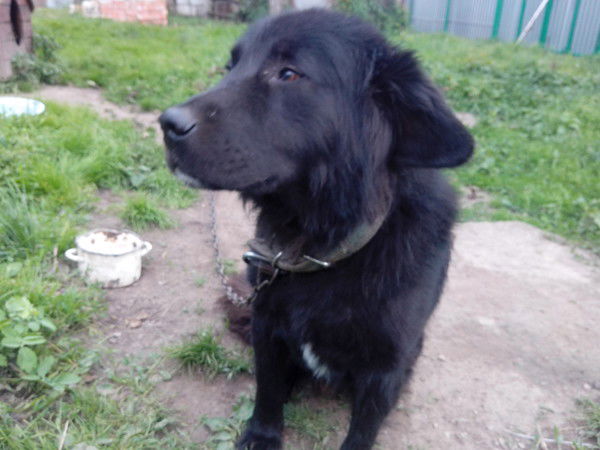 Надежда Пожога