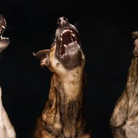 Мефодий Садочок