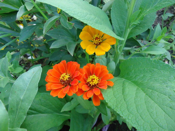 Ирина Москвина