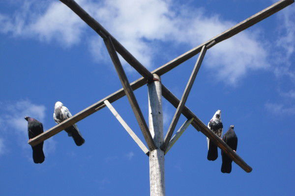 Петр Борисик