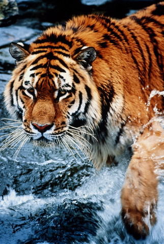 Руслан Пичугов