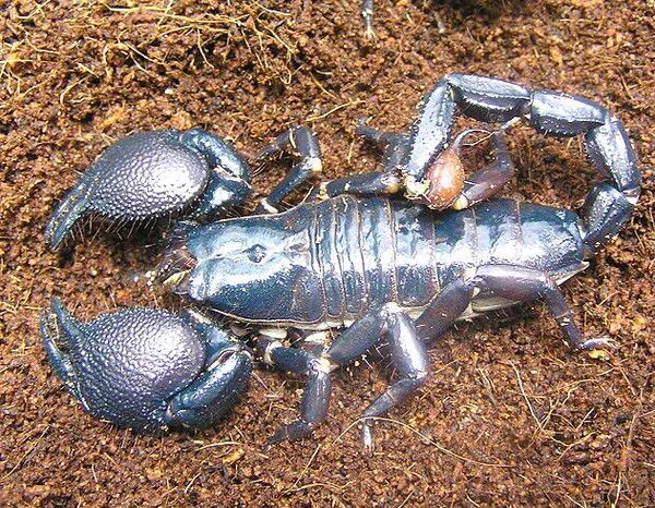 Нина Павлова