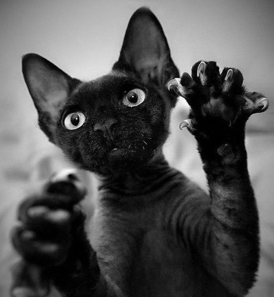 Анна Ялунина