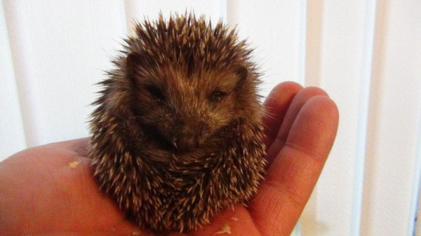 Петр Петров