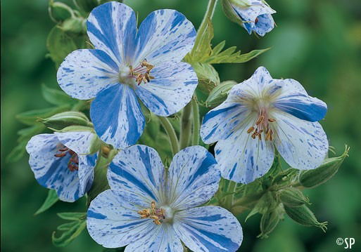 Валентина Трещенкова