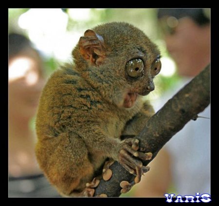 Таня -_- Веселая