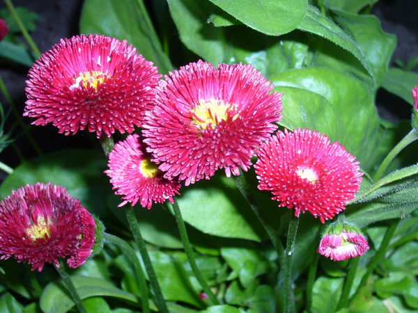 Светлана Симакова