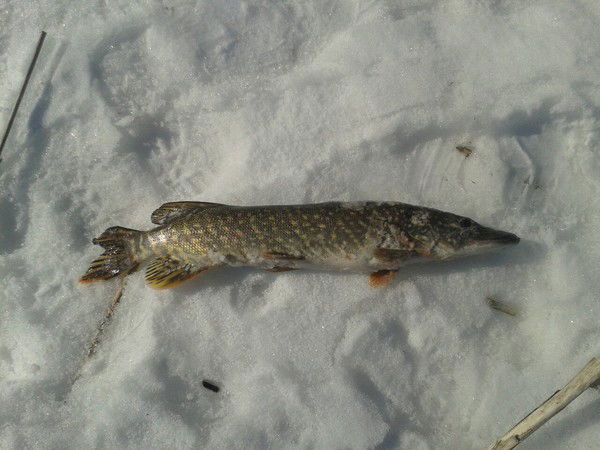 Егор Алифанов