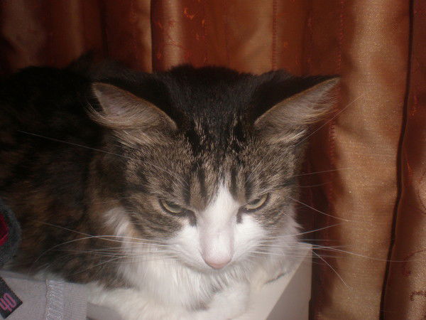 Cергей Старостин