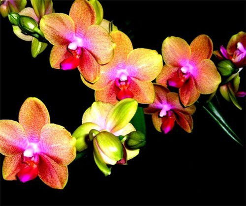 Алия Мухамеджанова