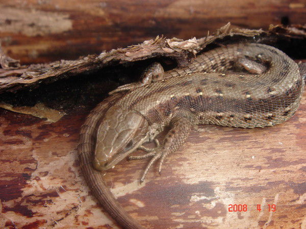 Дмитрий Романов