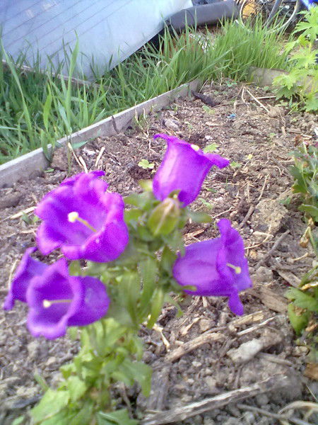 Элла Бельды