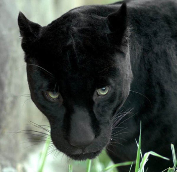 Aleksa@111 Sani-Sani