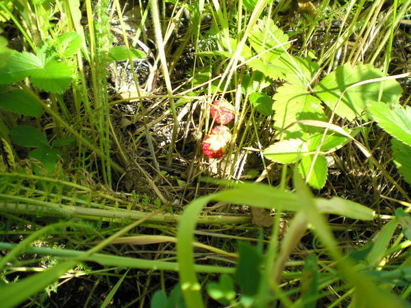 Лариса Николаева