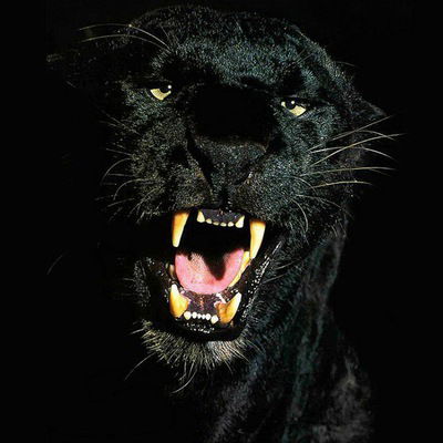 Влада Бакалюк