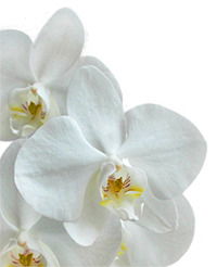 Шарип Жулдыз