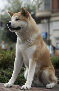 Марк Григорьев