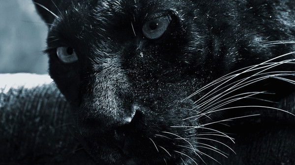 Катя Пехота