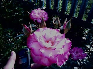 Лариса Галиева