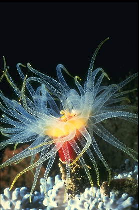 Татьяна Кацумаха