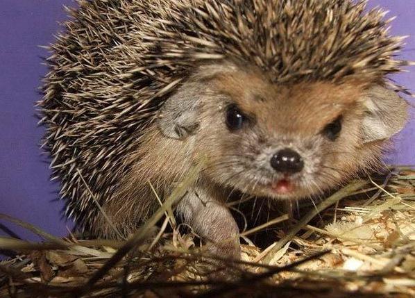 Denis Денисович