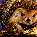 Denis Денисович