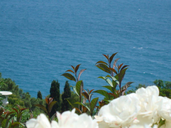 Елена Лаврова