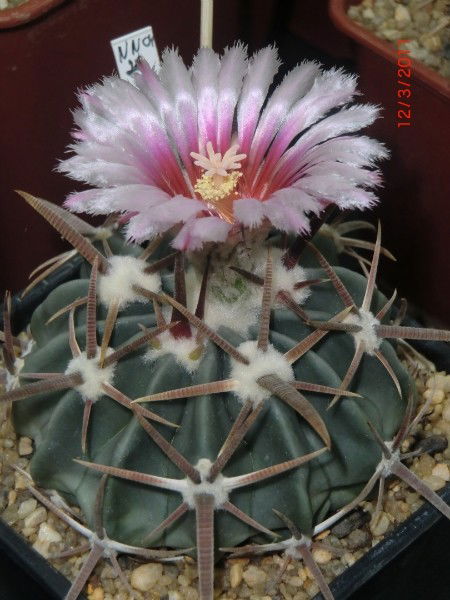 Екатерина Виноградова