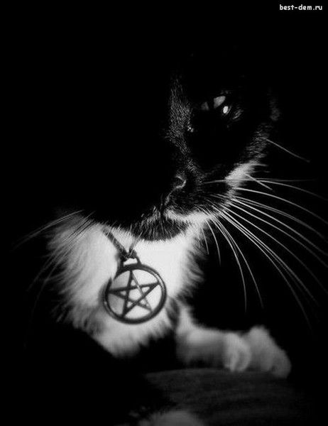 _The Shadow Of Black Wings _