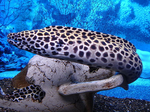 Шестак Надежда