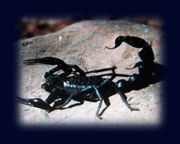 Валерия Федорова