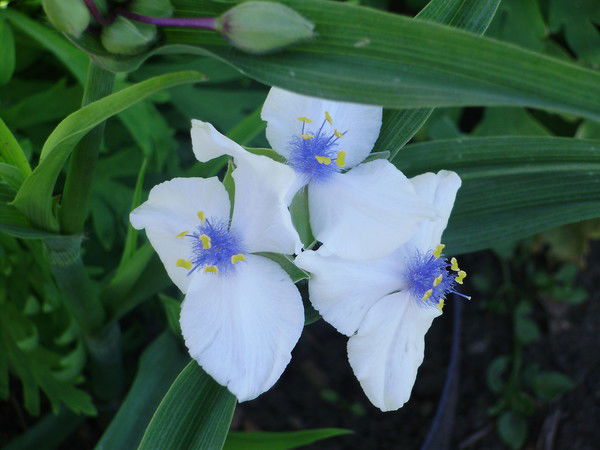 Клавдия Омельчук-Гузь