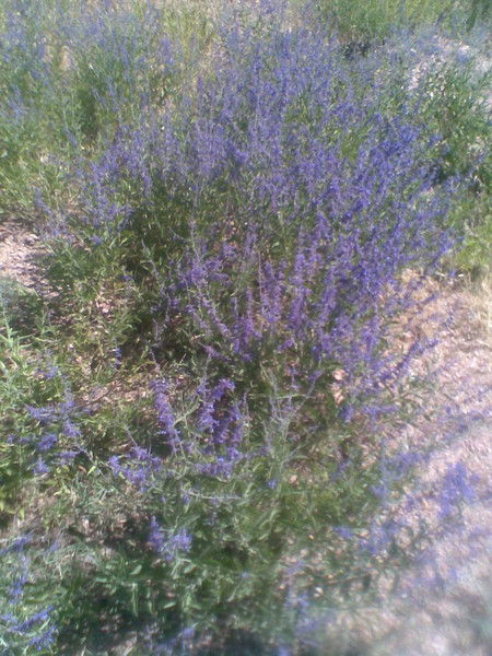 Дилдора Акмалова