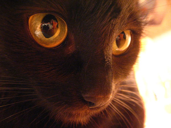 Дмитрий Авва