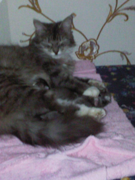 Олеся Калач