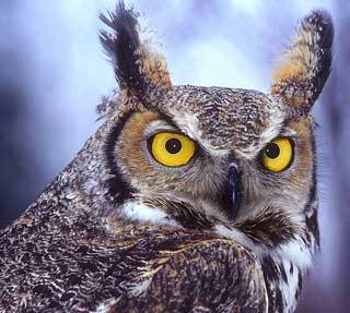 Анатолий Щедрин