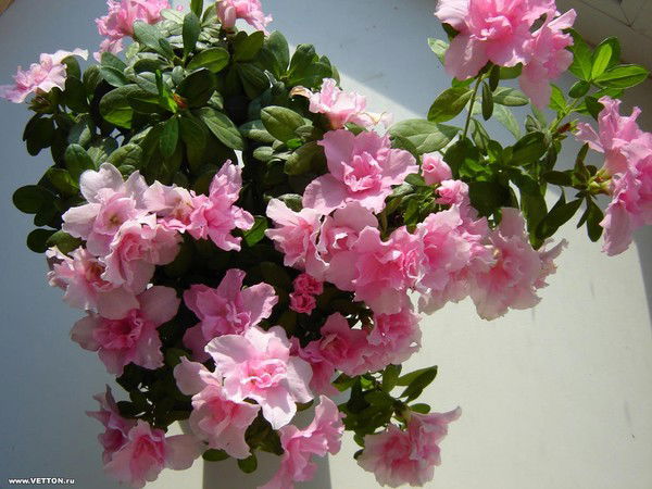 Надежда Берсенева