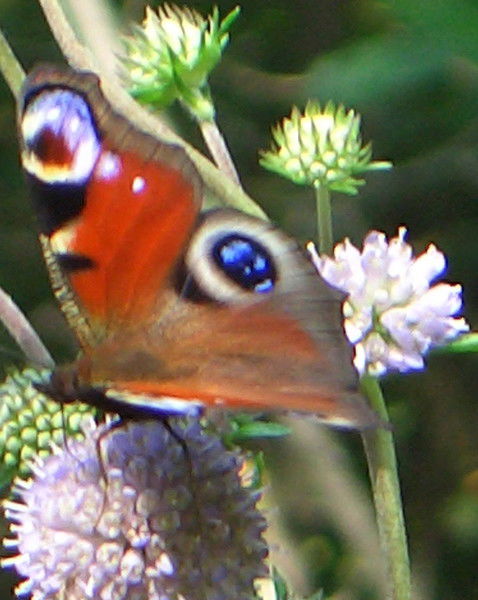 В. А. Парахонько