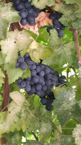 Оксана Валиева