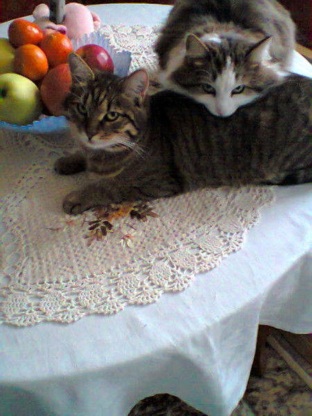 Шилова Вера