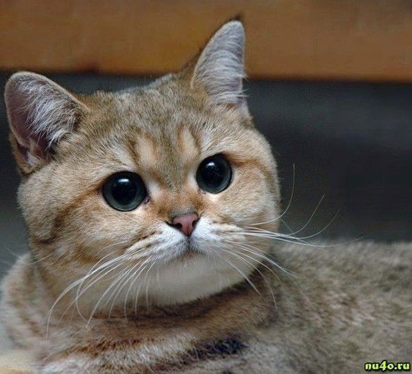 Александр Павлович