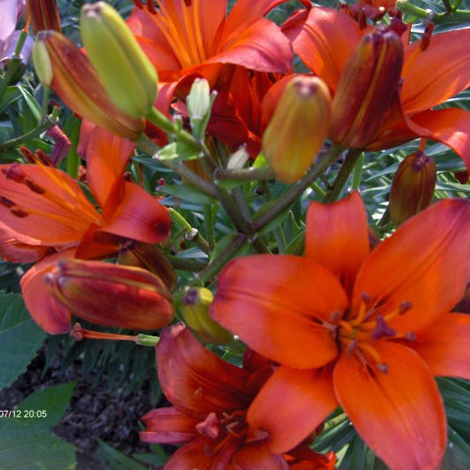 Елена Сидорова