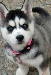 Дарья Кузнецова