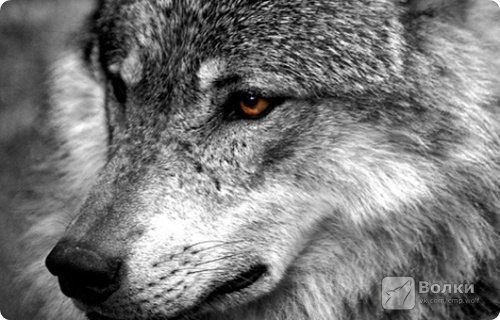 Анатолий Плаван