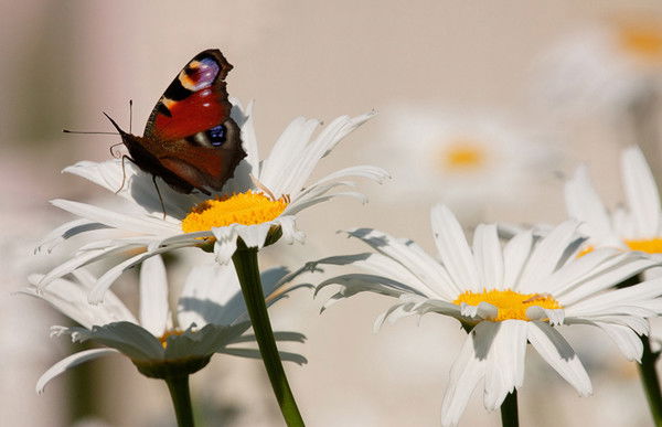 Ольга Кудрявцева