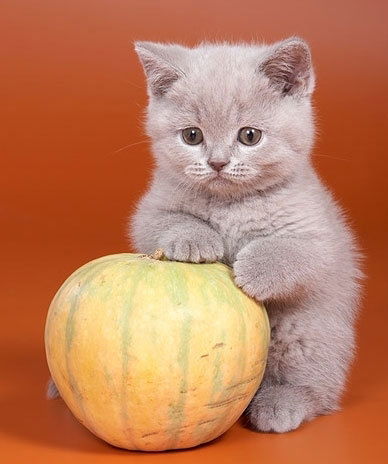 Катя Мангушева