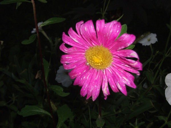 Ирина Чуева