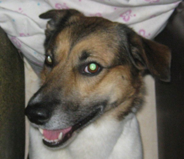 Виктор Герчиков